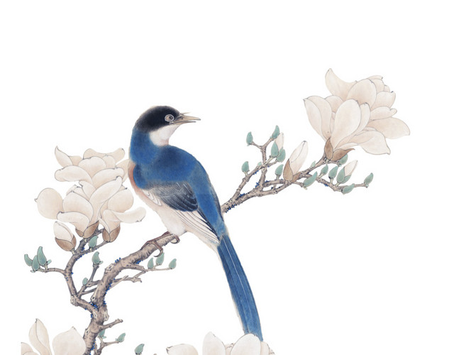 玉兰花鸟