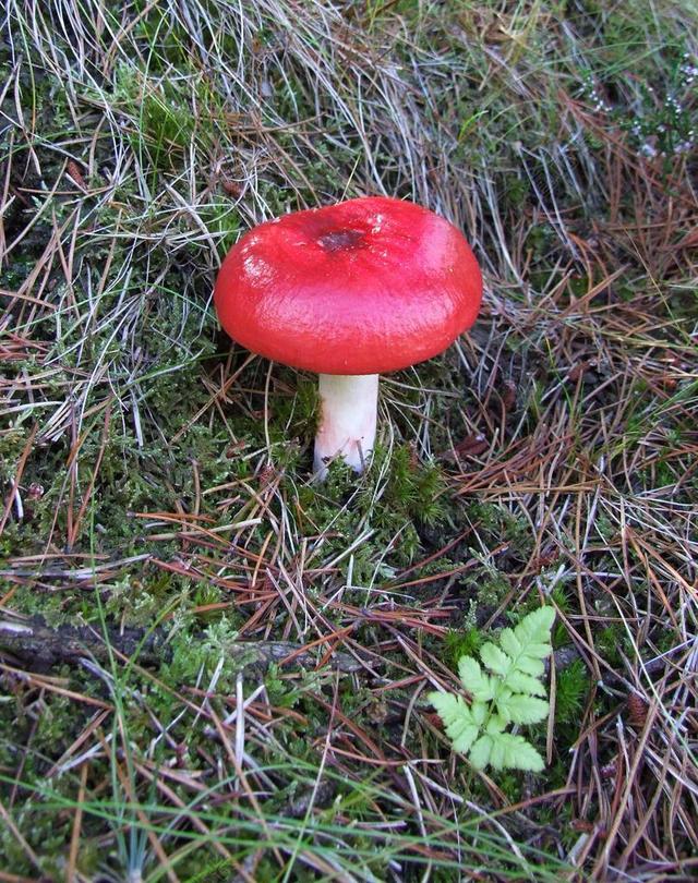 蘑菇 森林 秋 森林的地面 针 云杉 松 欧洲 木耳