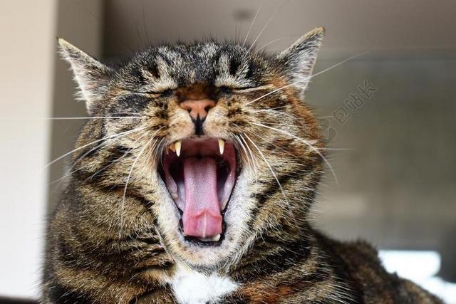 猫 鲭鱼 猫之槌 猫牙 打哈欠 累 休息 舌