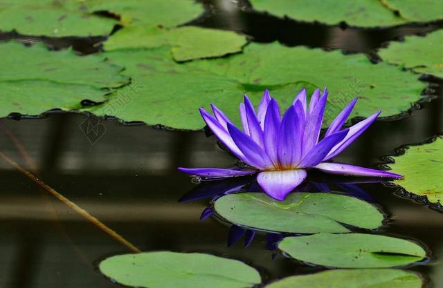睡莲 水 芽 厂 池塘 开花 水生植物 簇簇 花 性质