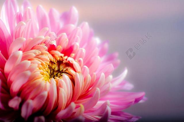 菊花 秋季 粉色
