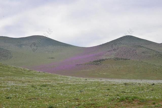 小山 开花沙漠 鲜花 紫色 花 沙漠 性质 沙漠之花