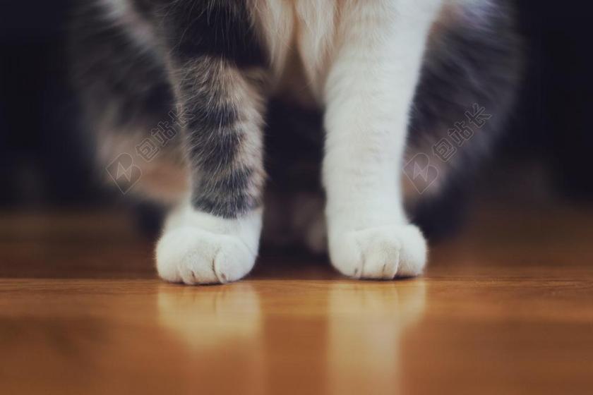 猫 宠物 动物 毛皮 爪子