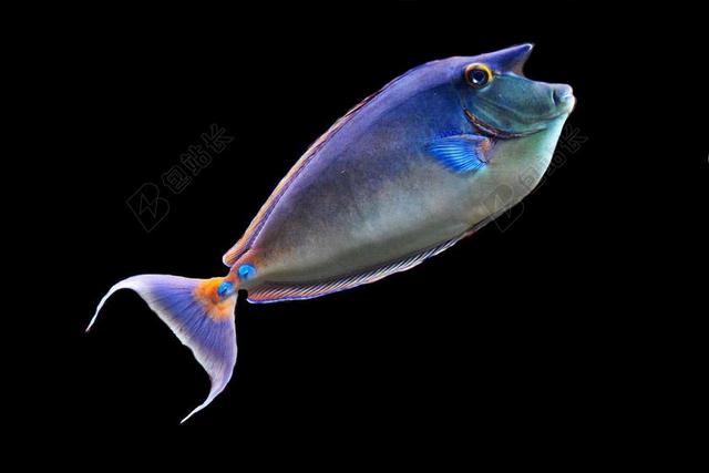 鱼 异国情调 MEERESBEWOHNER 海底世界 水生物 跳水