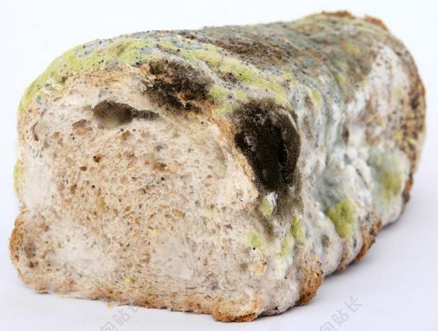 年龄 细菌 生物 生物学 面包 早餐 甲虫，昆虫 多彩 危险