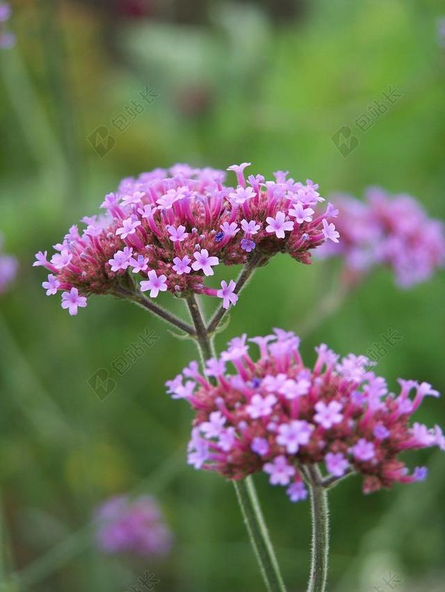 高马鞭草 花 开花 性质 夏花 花丝 字段 草地 紫色的小花