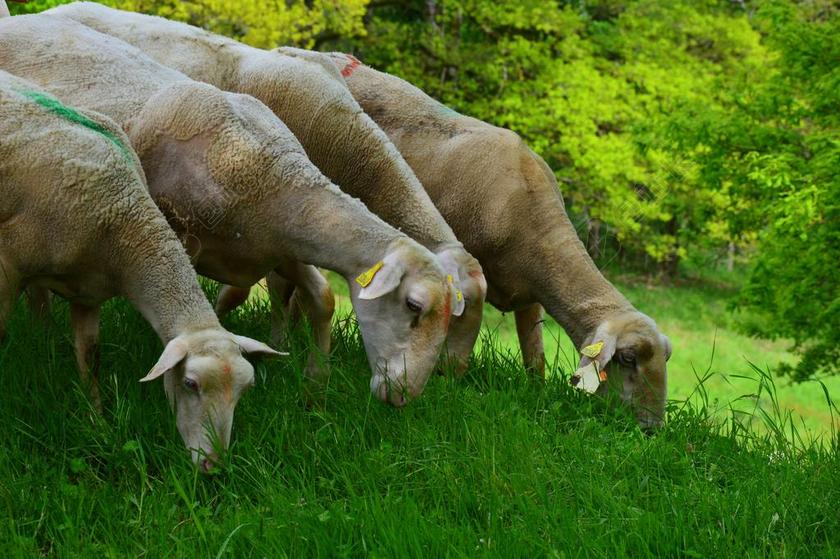 农场清新吃草的牛群背景图片