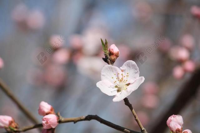 摄影自然桃花盛开背景图片
