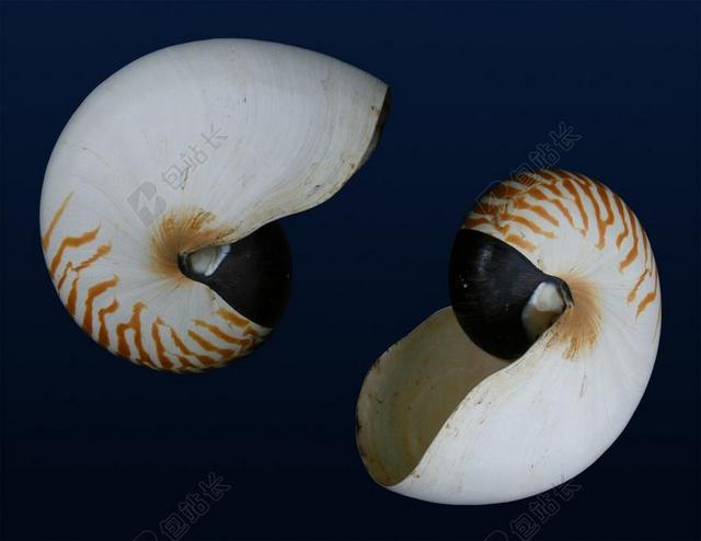 鹦鹉螺 贝壳 海 螺旋 白 航海 生物 自然