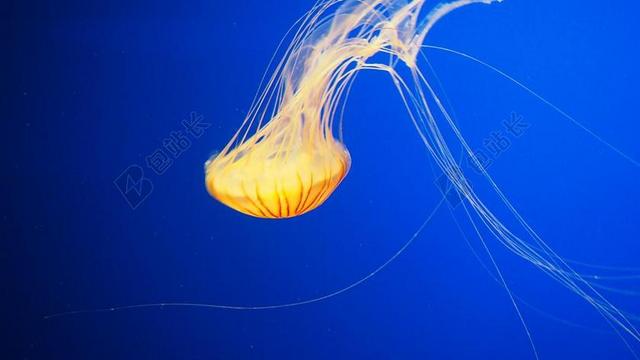 水族馆唯美海蜇背景图片