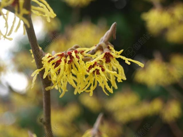 金缕梅 开花 花 春 自然 金缕梅科 花园 植物 植物区系