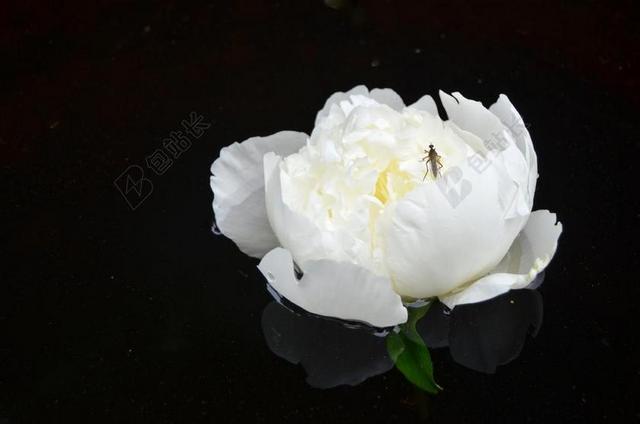 牡丹 花 白 表面 黑暗 游泳 水  反射