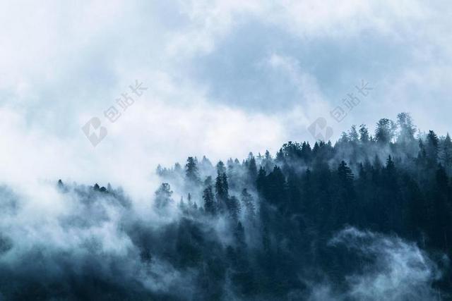 自然白雾笼罩森林背景图片