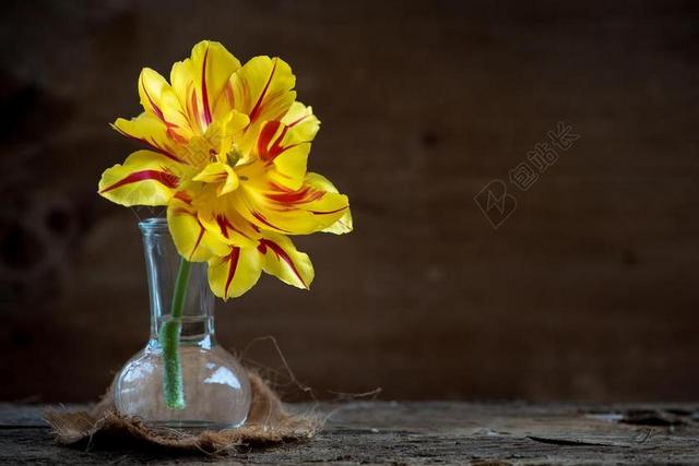 自然郁金香插花背景图片