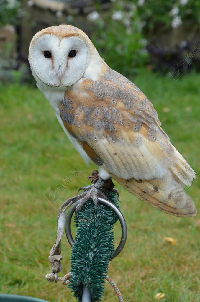 谷仓猫头鹰 猫头鹰 鸟 鹰猎 捕食鸟