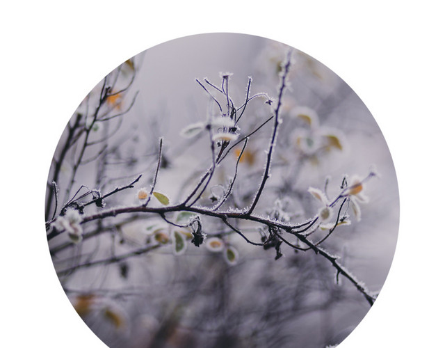 树叶上的雪花霜降节气