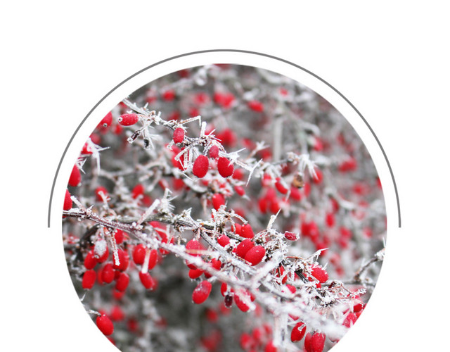 树叶上的雪花霜降节气
