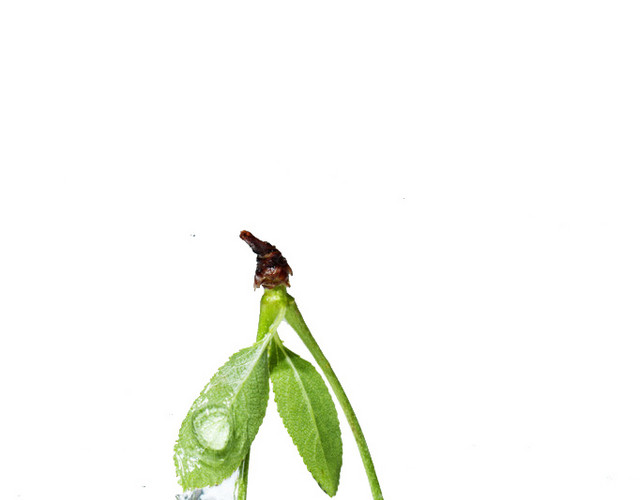樱桃