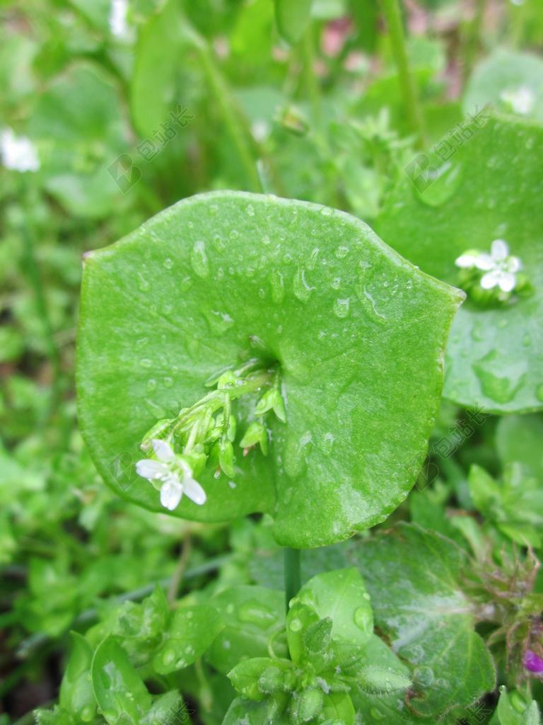 CLAYTONIA PERFOLIATA 油麦菜 春美 冬季马齿苋