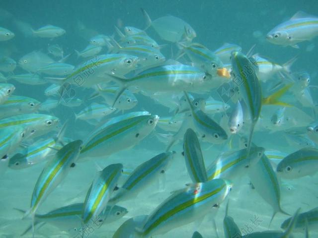 鱼 游泳 水 海洋 水下 海 热带 野生动物 水族馆 鳃