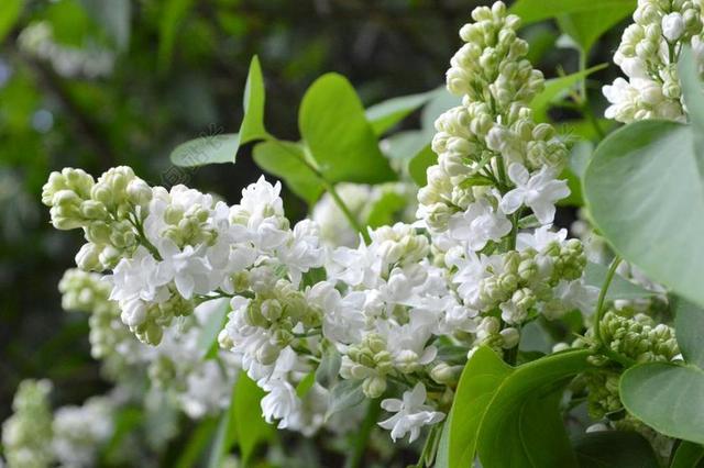 紫丁香 白 性质 白丁香 厂 鲜花 招标 关闭 花园