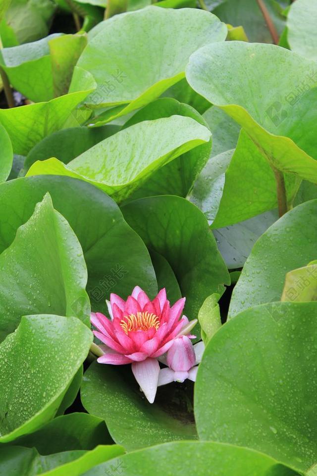 池塘 鲜花 莲花 水百合 池塘植物