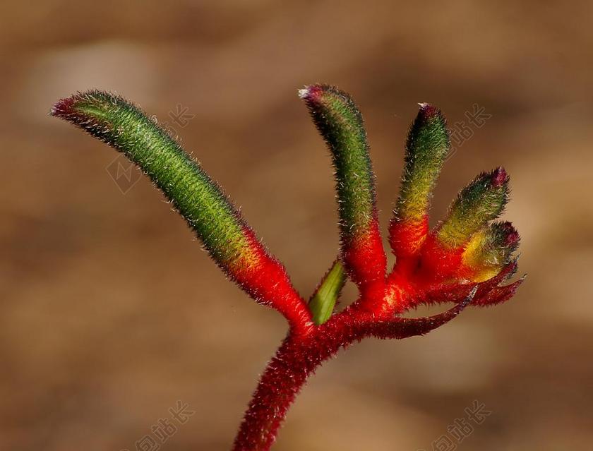 袋鼠爪花 花 芽 红色 绿色 不寻常 本机 澳大利亚
