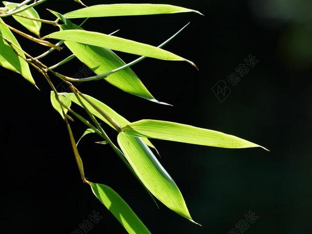 摄影自然夜幕下的竹子背景图片