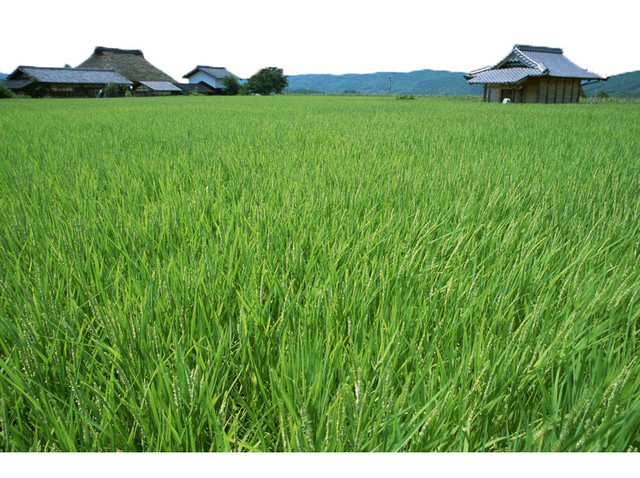 风吹稻田