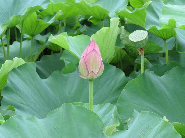 花 自然 莲花 粉红色
