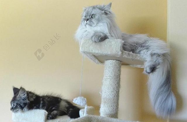 长毛猫 波斯的钦奇利亚 阴影的银 有毛的猫 MAINECOON