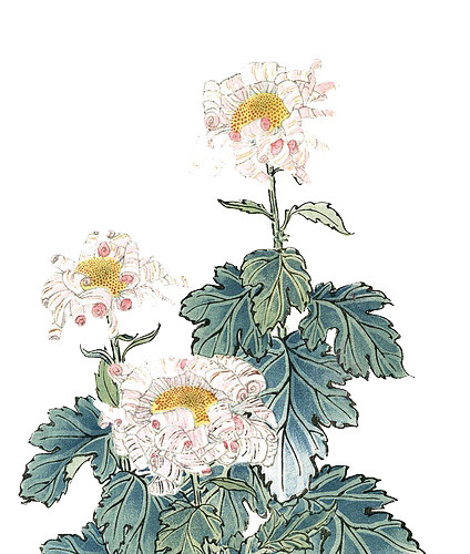 手绘花卉