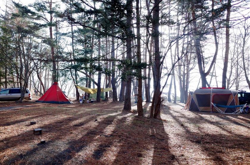 广告自然树林背光宣传背景图片