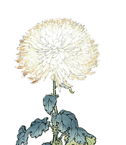手绘花卉