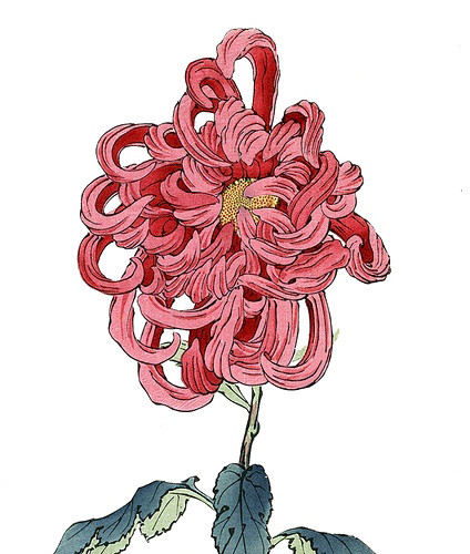 手绘花卉