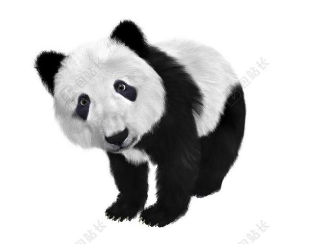 黑白广告可爱熊猫宝宝呆萌宣传背景图片