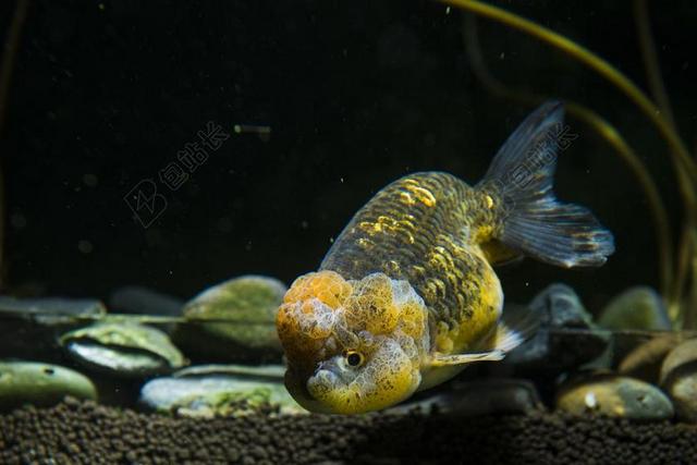 宠物 观赏鱼 金鱼 水族馆
