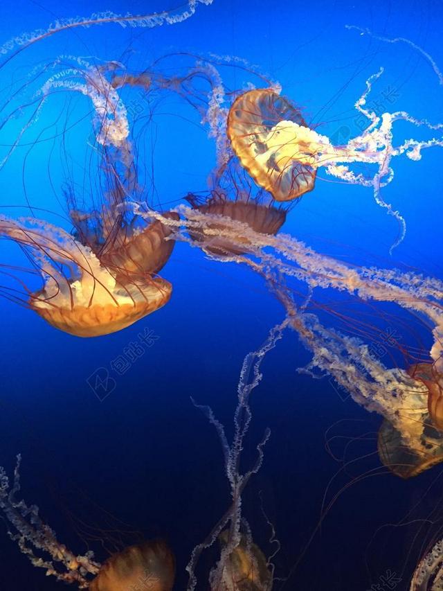 金黄旅游自然水母在海水中游动宣传背景图片