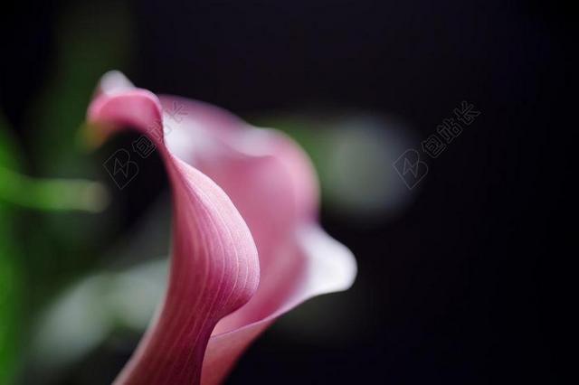 马蹄莲莉莉 花 自然 花的 开花 礼来公司 马蹄莲 盛开