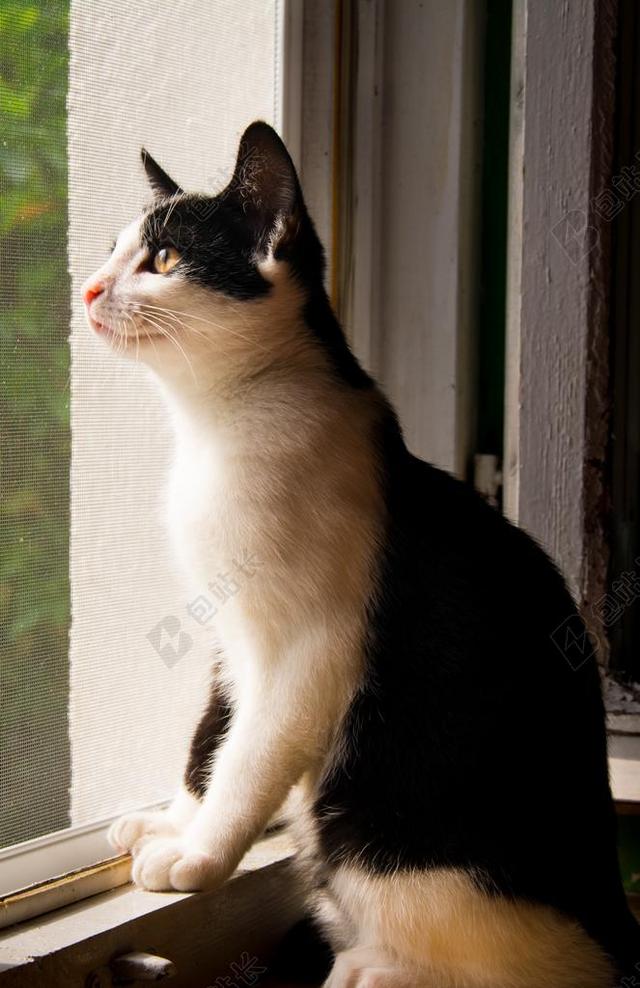 黑白可爱猫咪背景图片