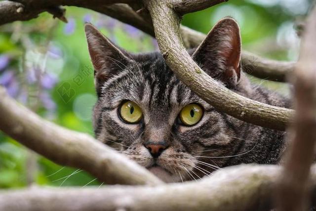 猫 手表 爬 注意 保持警惕 审美 虎 英国短毛猫 国内的猫