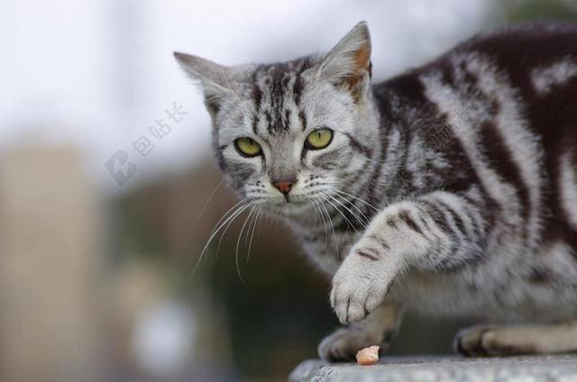 猫咪 步行 动物肖像 宠物