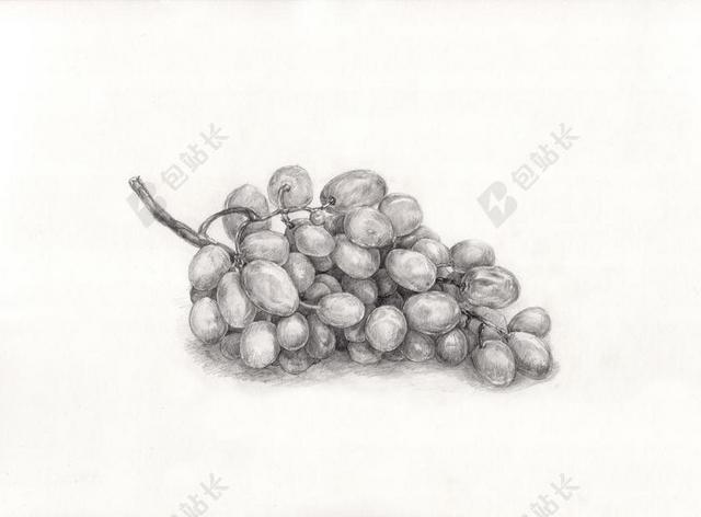 葡萄 绘画 绘图