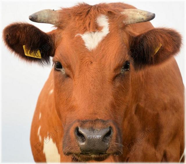 公牛 小牛 农场 动物 牛 农业 牲畜 家养 牛肉 肉