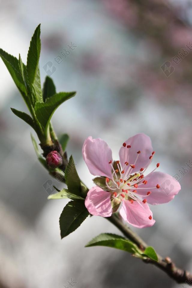 摄影唯美春天里的桃花背景图片