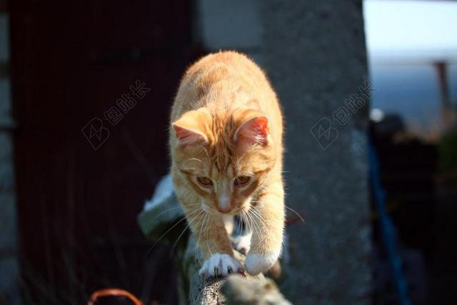黄色广告可爱猫咪走独木桥宣传背景图片