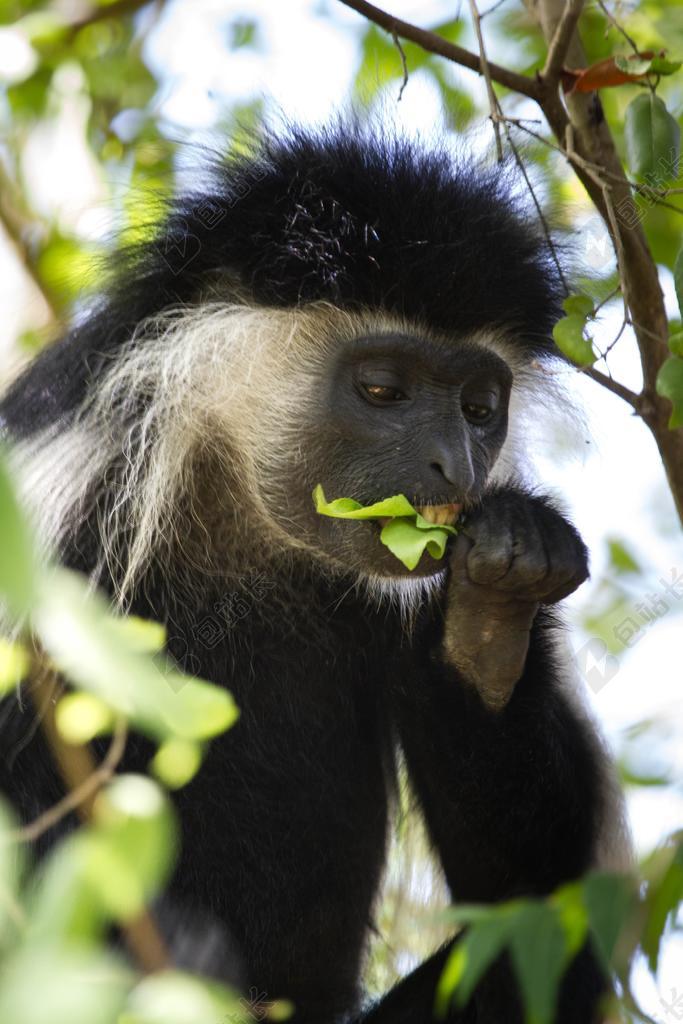 黑色旅游自然猴子吃树叶宣传背景图片