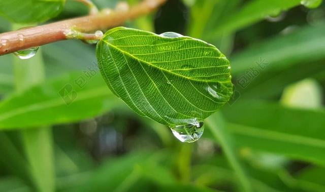 叶 叶子 湿 水 滴 珠 眼泪 哭泣 雨 绿色 树