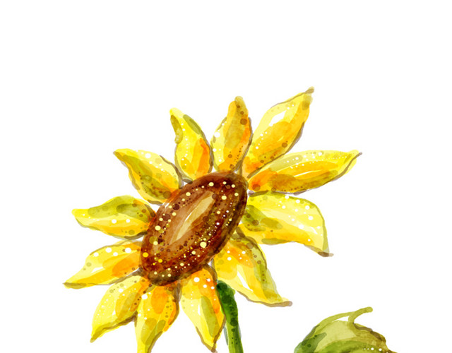 手绘葵花素材
