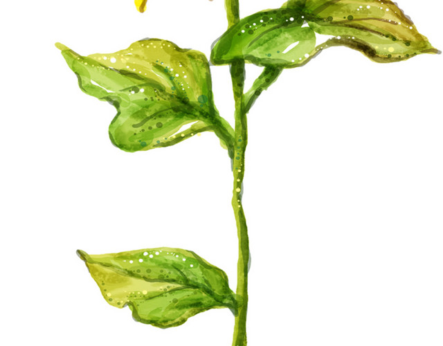 手绘葵花素材